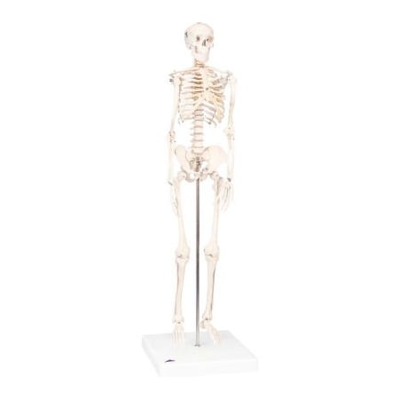 Fabrication Enterprises 3B Anatomical Model - Sectional Knee Joint Model, 3-Part 1061731